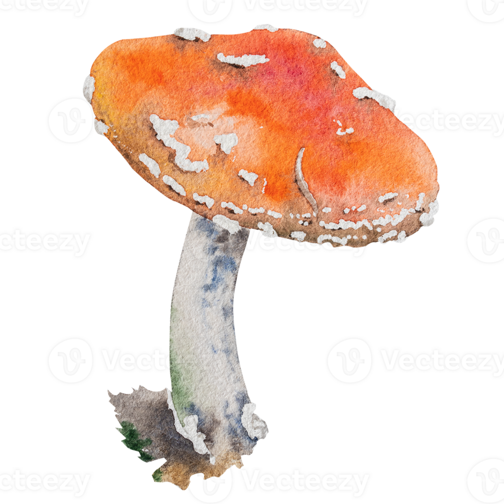 Watercolor illustration of fly agaric mushroom. Hand drawn botanical illustration of fly agaric mushroom. png