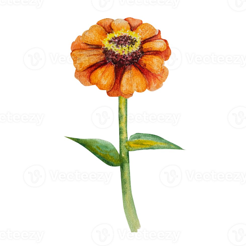 Watercolor illustration of zinnia flower with green leaves. Hand drawn zinnia for floral design and nature theme. png