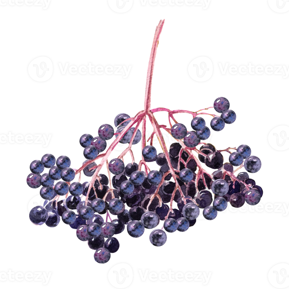 Watercolor botanical illustration of elderberry with yellow leaves. Hand drawn elderberry in autumn. png