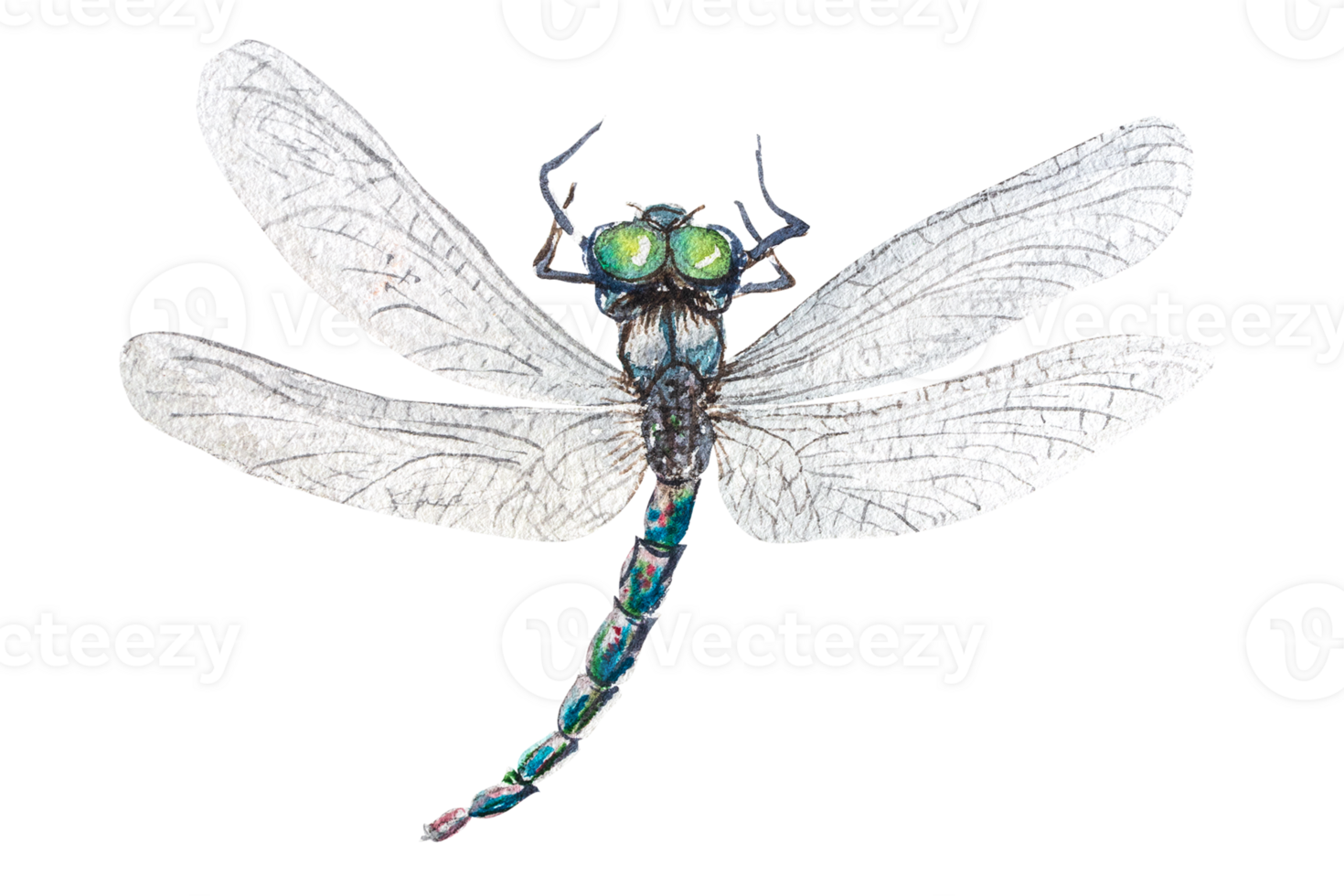 Watercolor illustration dragonfly.Hand drawn watercolor drawing of dragonfly. png