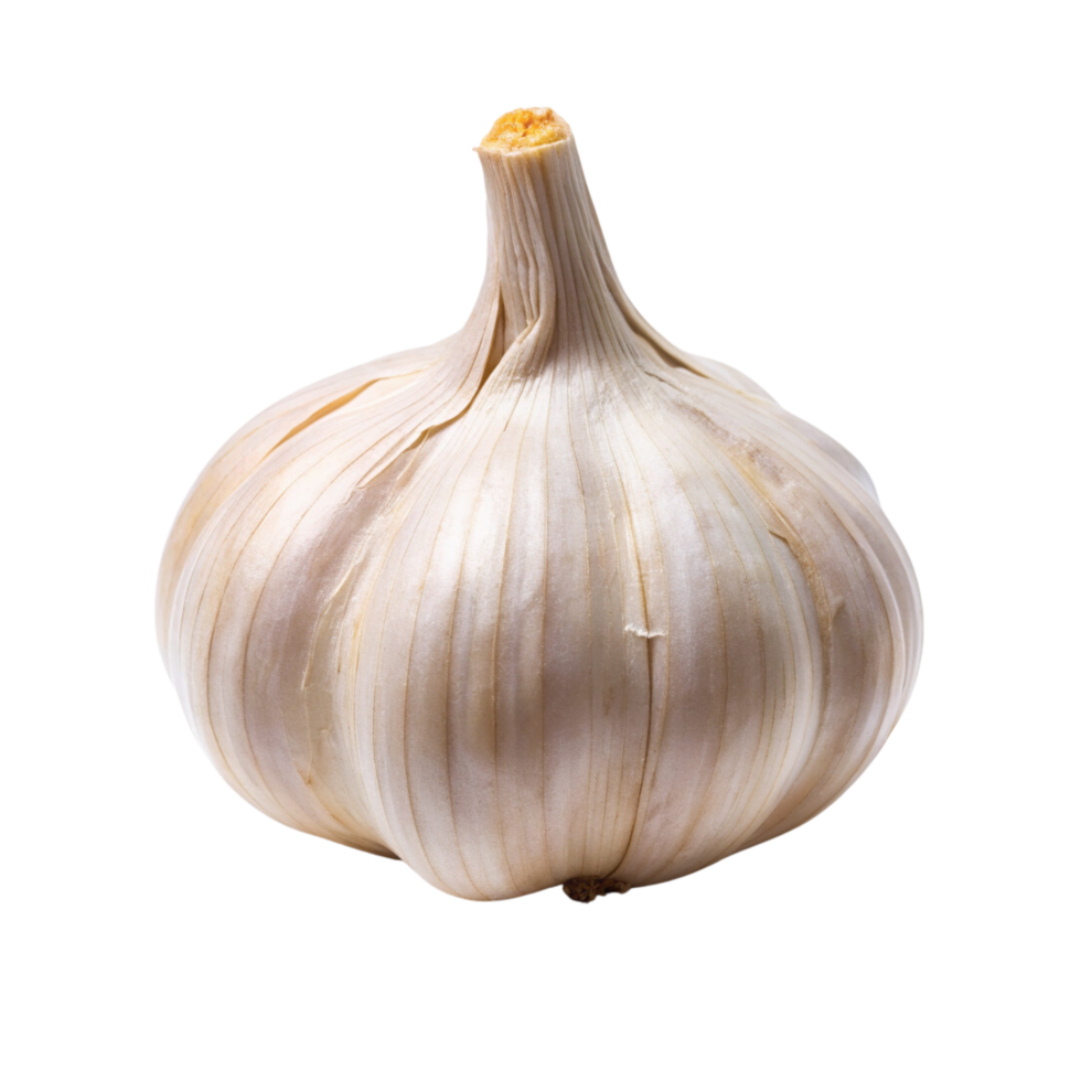 A garlic bulb on a transparent background png