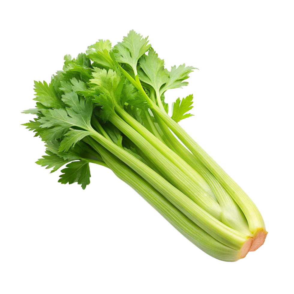 A celery stalk on a transparent background png