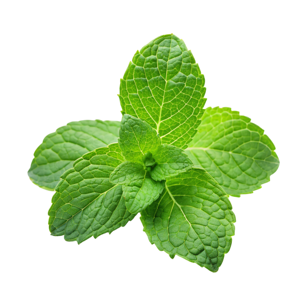 Mint leaves on a transparent background png
