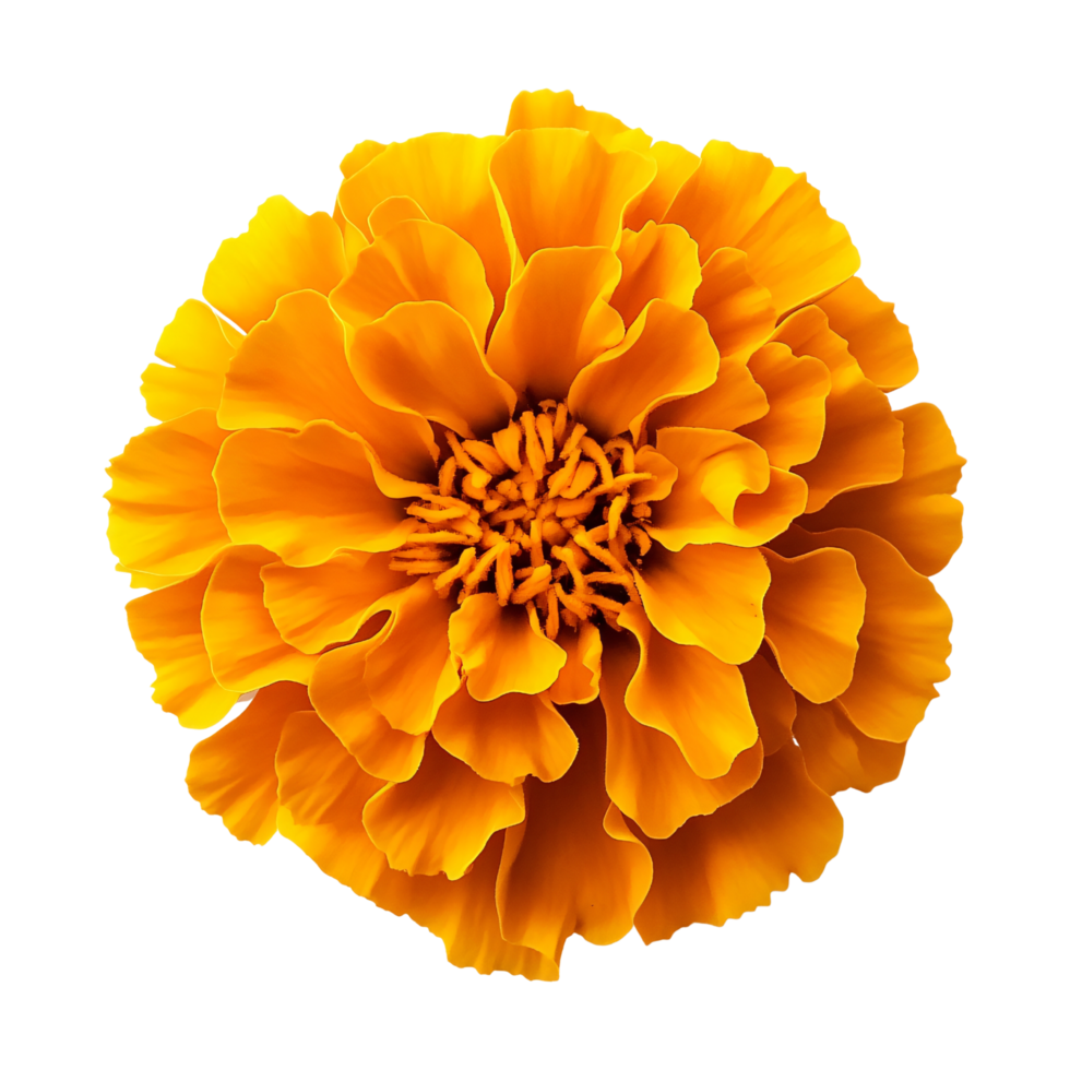 Vibrant yellow marigold flower isolated on transparent background png