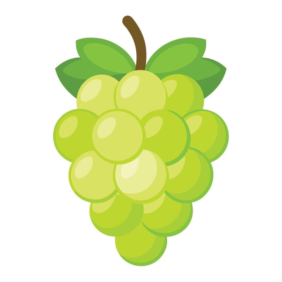 Grapes illustration WHITE BACKGROUND vector