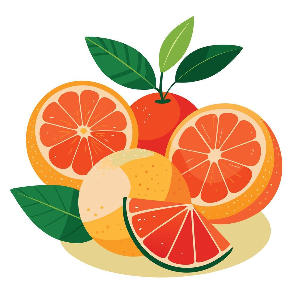 An orange and grapefruit are shown together vector
