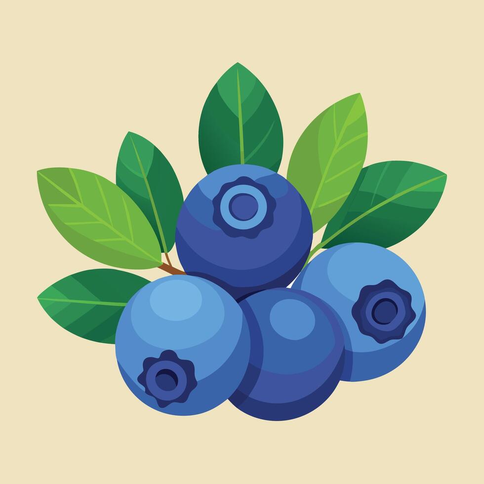 Blueberry fruit illustration vector