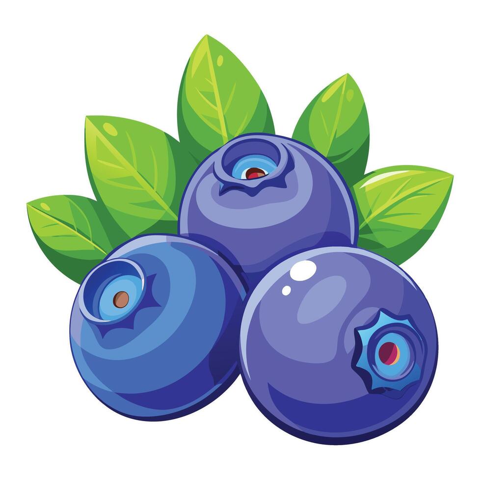 Blueberry fruit illustration vector