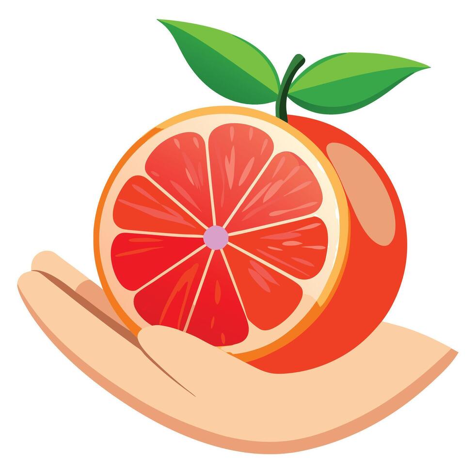 Grapefruit in hand vector