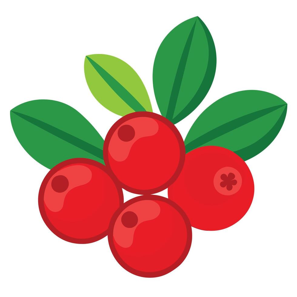 Cranberry fruit with leaves illustration vector