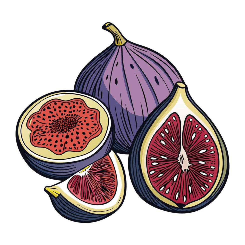 Figs and a slice of fruit on a white background vector