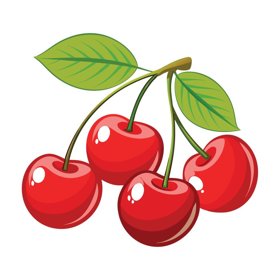 Cherries on a branch vector