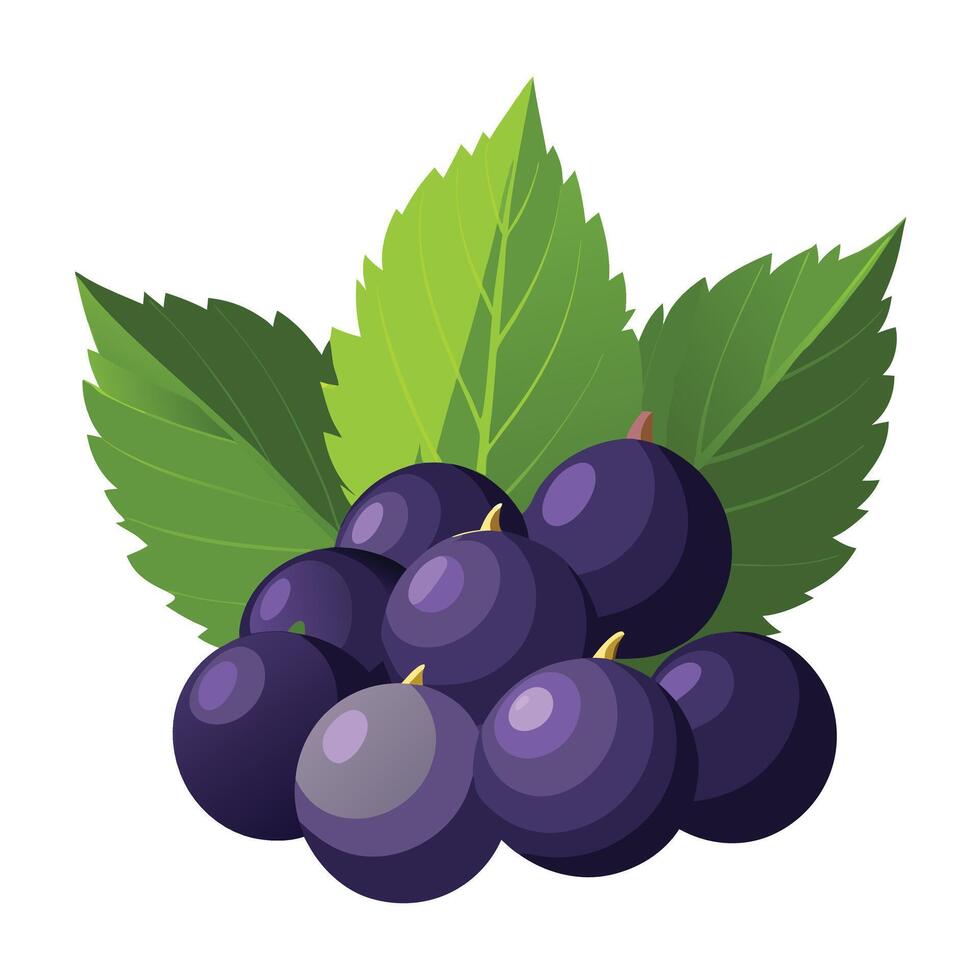 A bunch of black currant with leaves vector