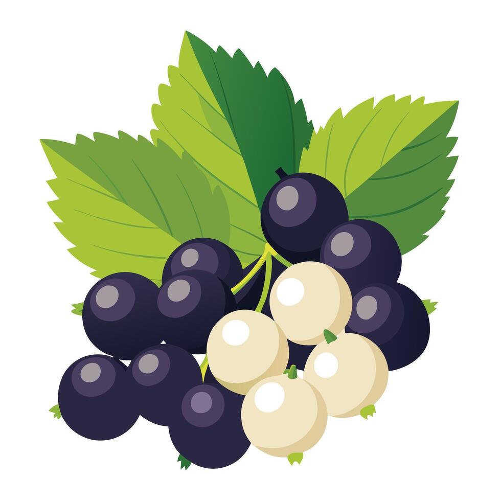 Black currant with white berries illustration vector