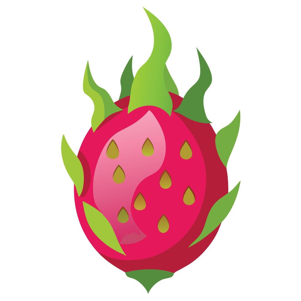 A dragon fruit is shown on a white background vector