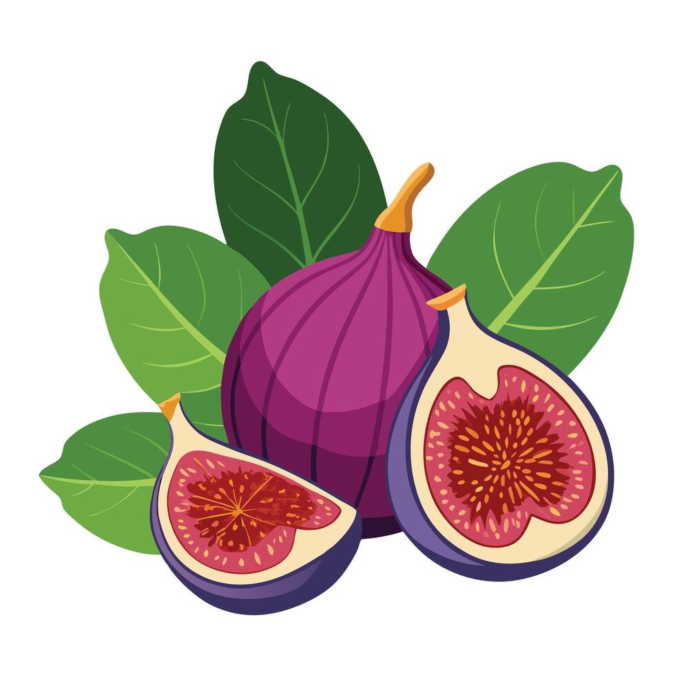 Figs and leaves on a white background vector