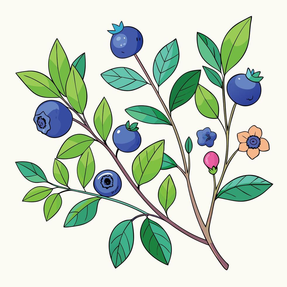 Blueberry branch illustration vector