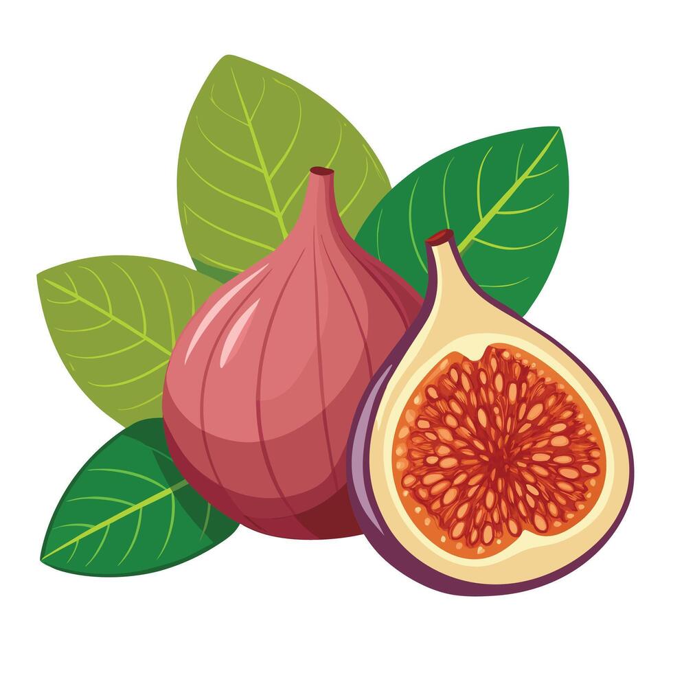 Figs and leaves on a white background vector