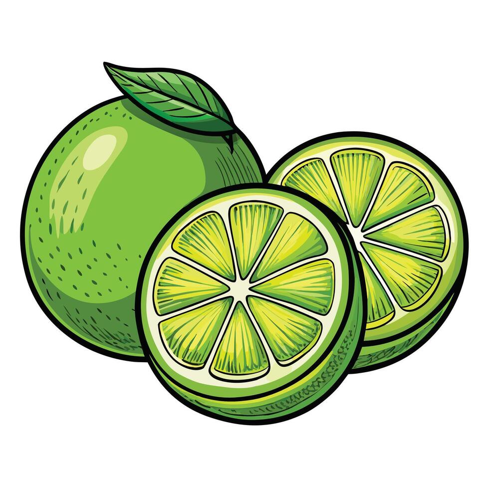 Lime illustration illustration vector