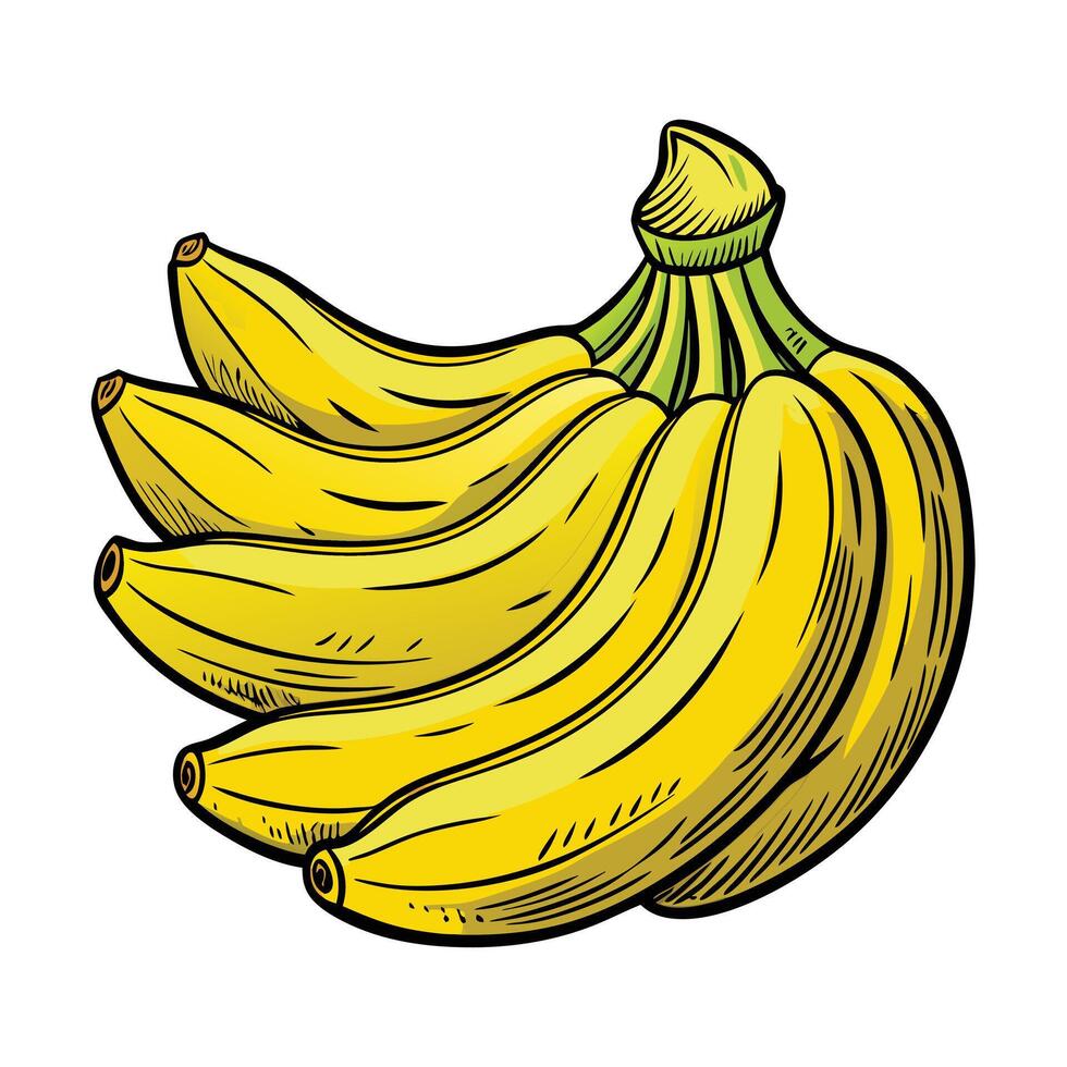 A bunch of bananas on a white background vector