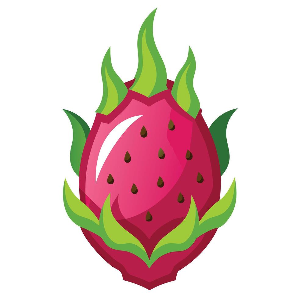 Dragon fruit illustration white background vector