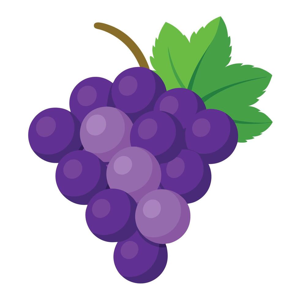 Grapes on a white background vector