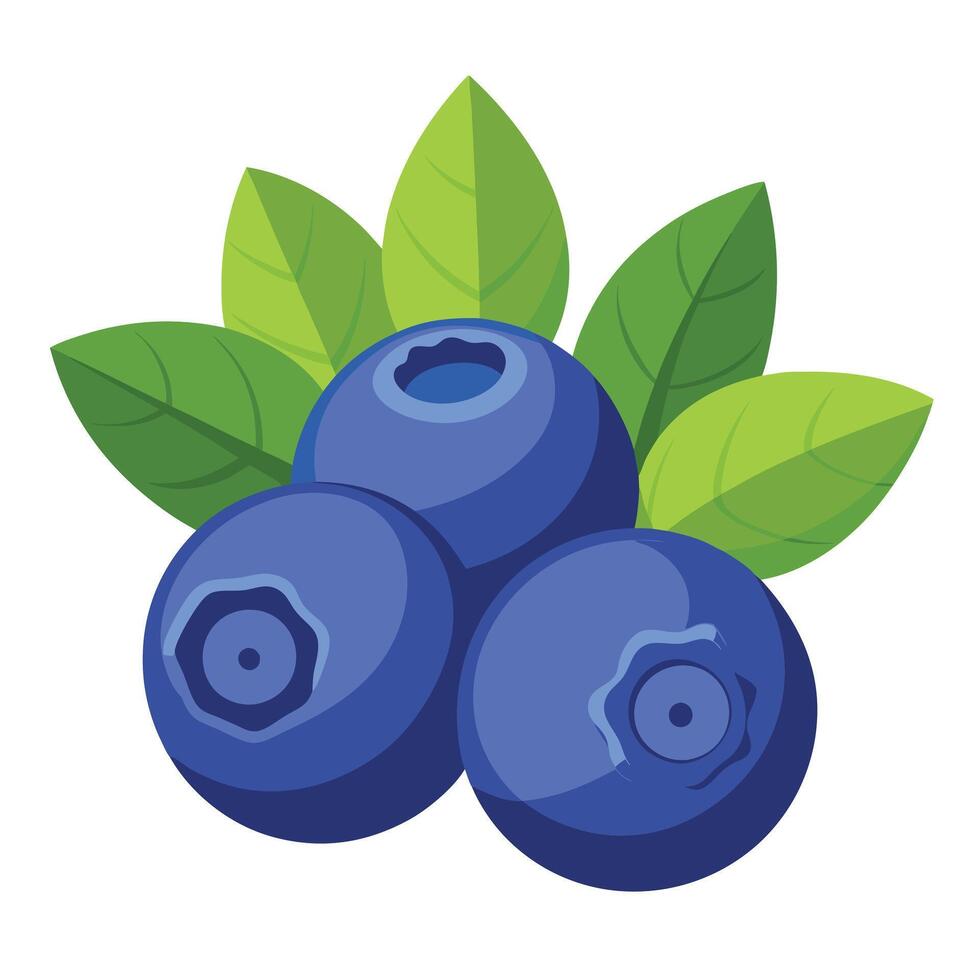 Blueberry fruit with leaves illustration vector