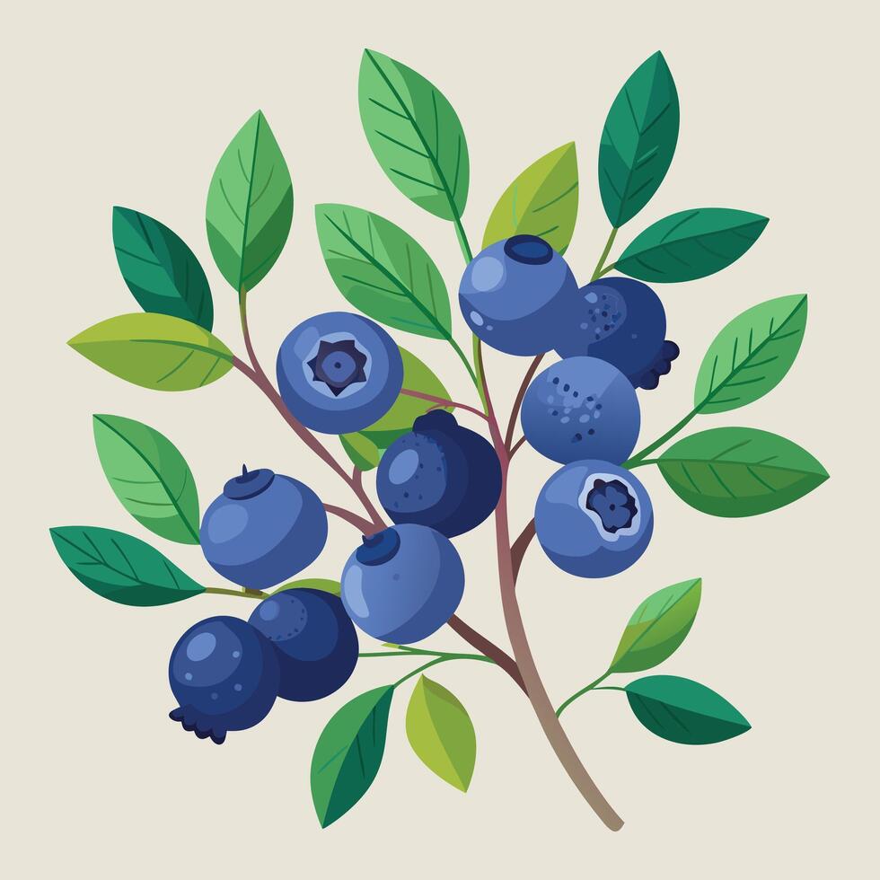 Blueberry illustration white background vector