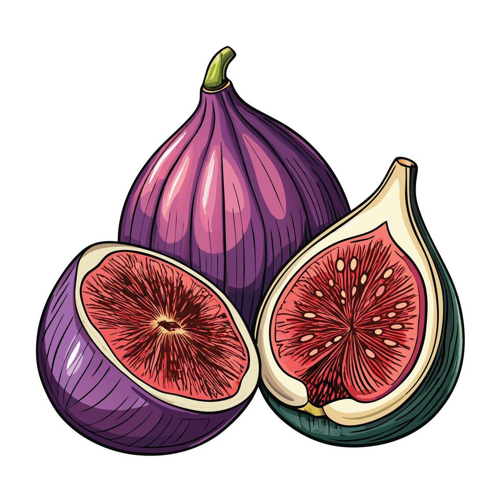 Figs, figs, figs, figs, figs, figs, fig vector