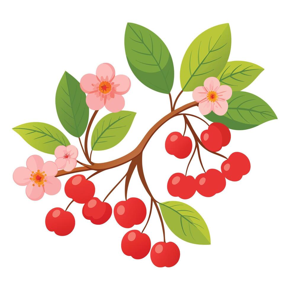 Cherry branch with red berries and green leaves vector