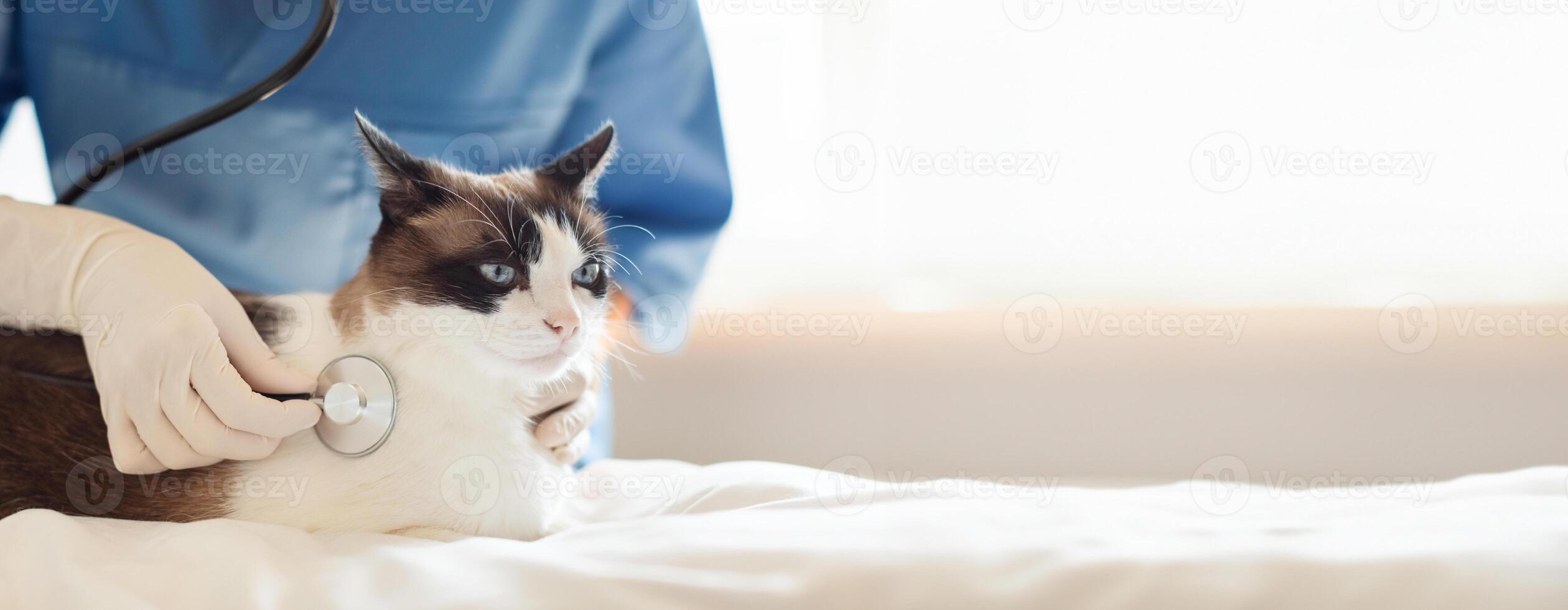 Veterinarian With Stethoscope Examining Domestic Cat During a Routine Checkup At Vet Clinic Indoor. Professional Doc Checking Pet For Optimal Health. Panorama, Cropped, Copy Space photo