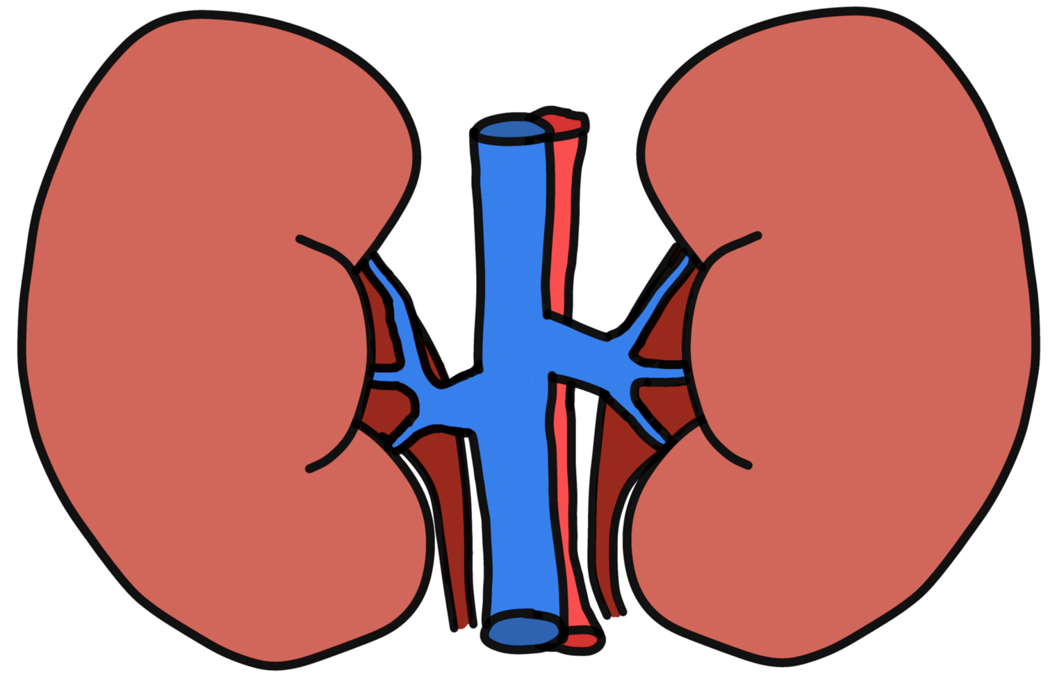Kidney human internal organ. Urinary endocrine system. escretion system png