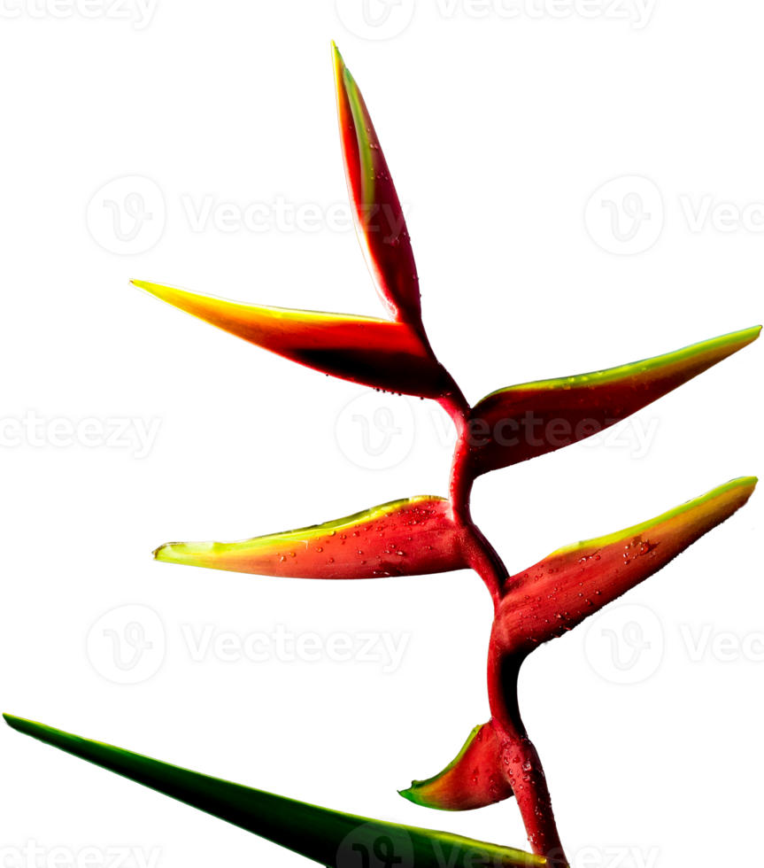 Red Heliconia Hanging lobster claws flower png