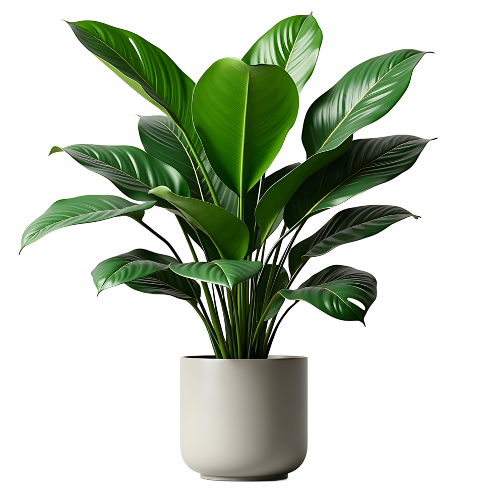 Modern Indoor Plant with Stylish Pot- Transparent Background for Design Use png