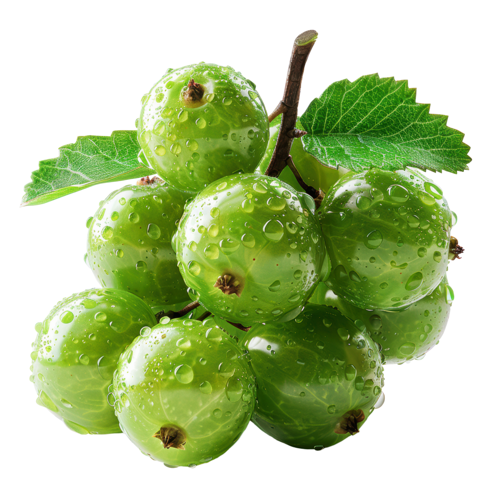 Fresh gooseberry clip art and element png