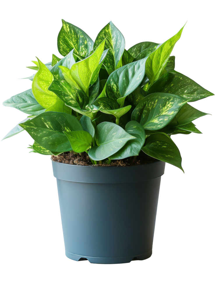Sansevieriya or Golden pothos houseplant in black pot object clip art and element png
