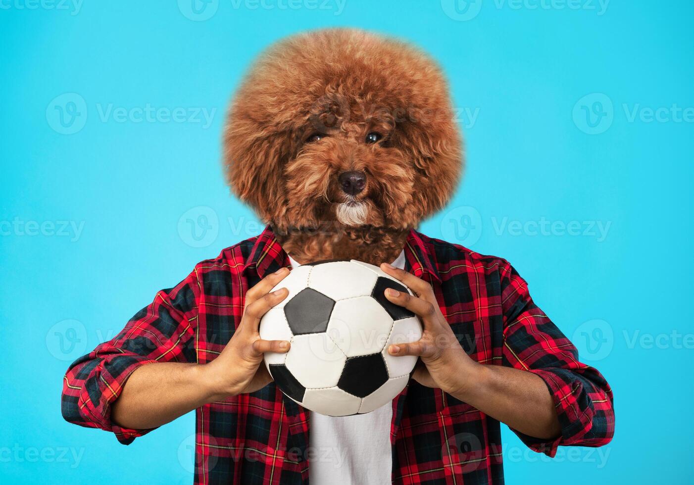 A person wearing a casual checkered shirt is cradling a classic black and white soccer ball. The playful dog, noted for its fluffy fur, occupies the person's head area photo