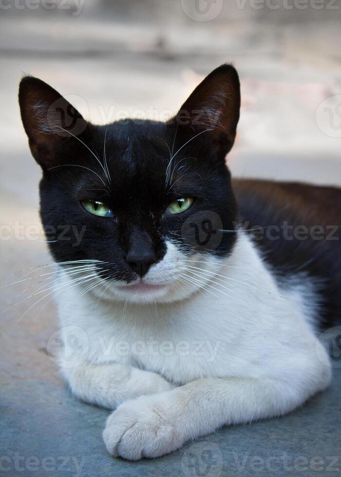 Portrait of a homeless black and white cat with an unusual pattern on the face photo