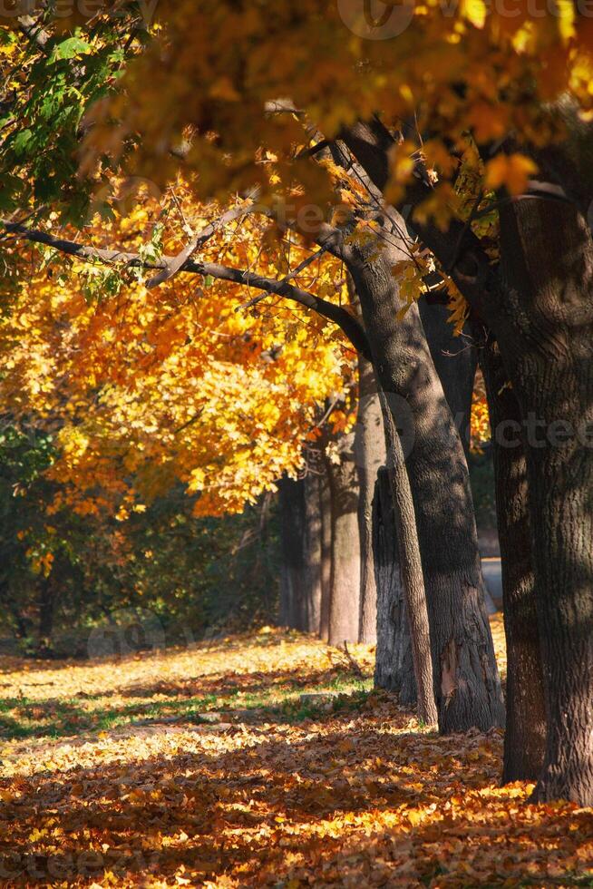 Beautiful autumn park with trees in yellow leaves photo