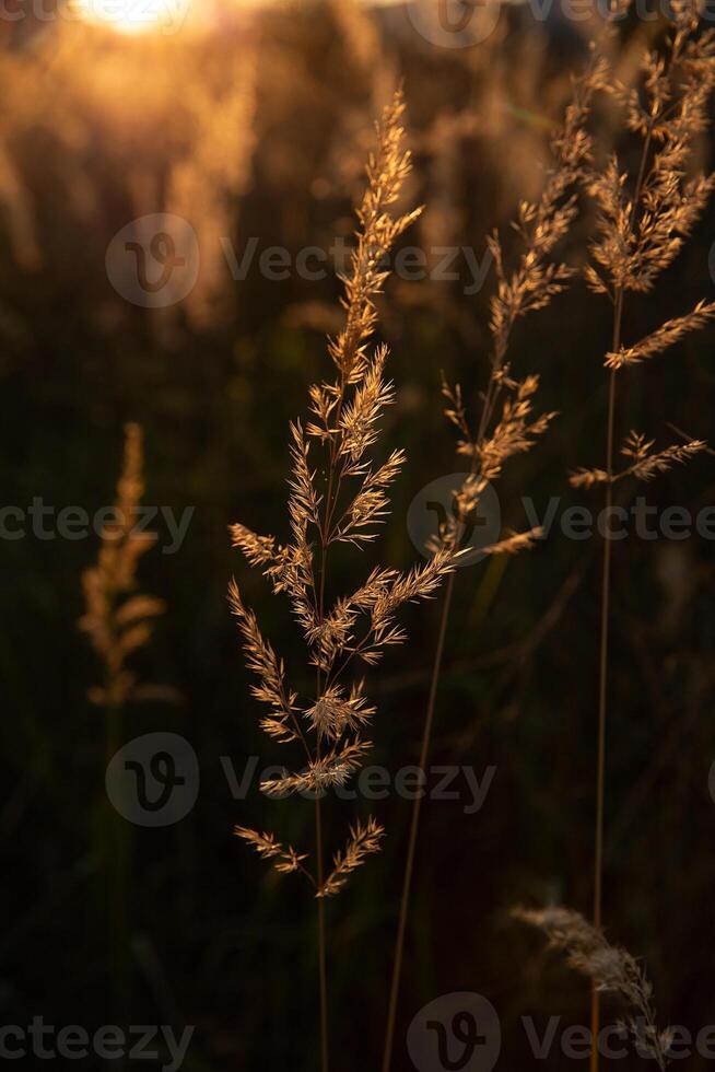 Calamagrostis epigejos at sunset in backlight photo