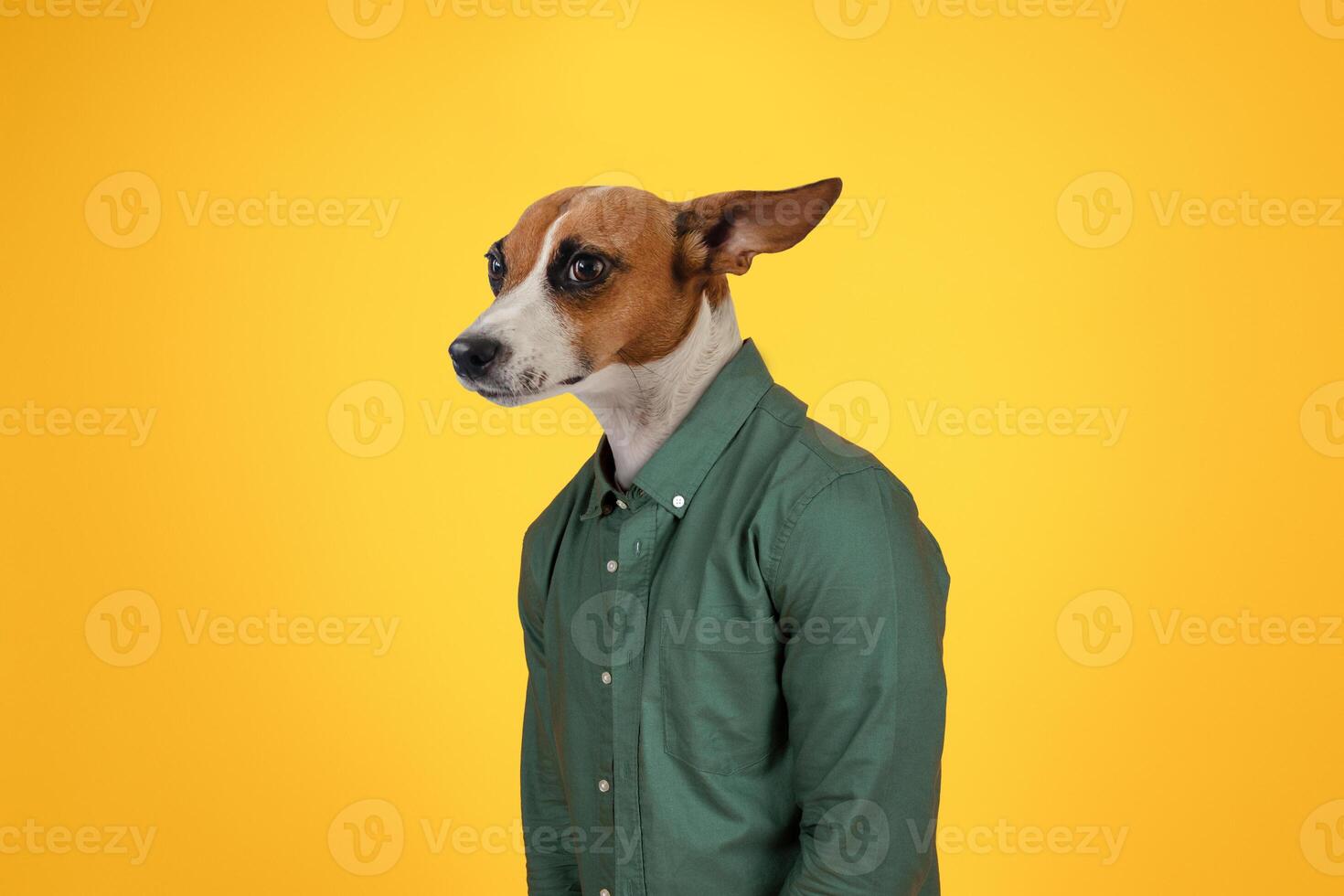 A dog with brown and white fur is wearing a green button-up shirt and standing in front of a yellow background. The dog's ears are perked up, and its head is tilted to the side photo