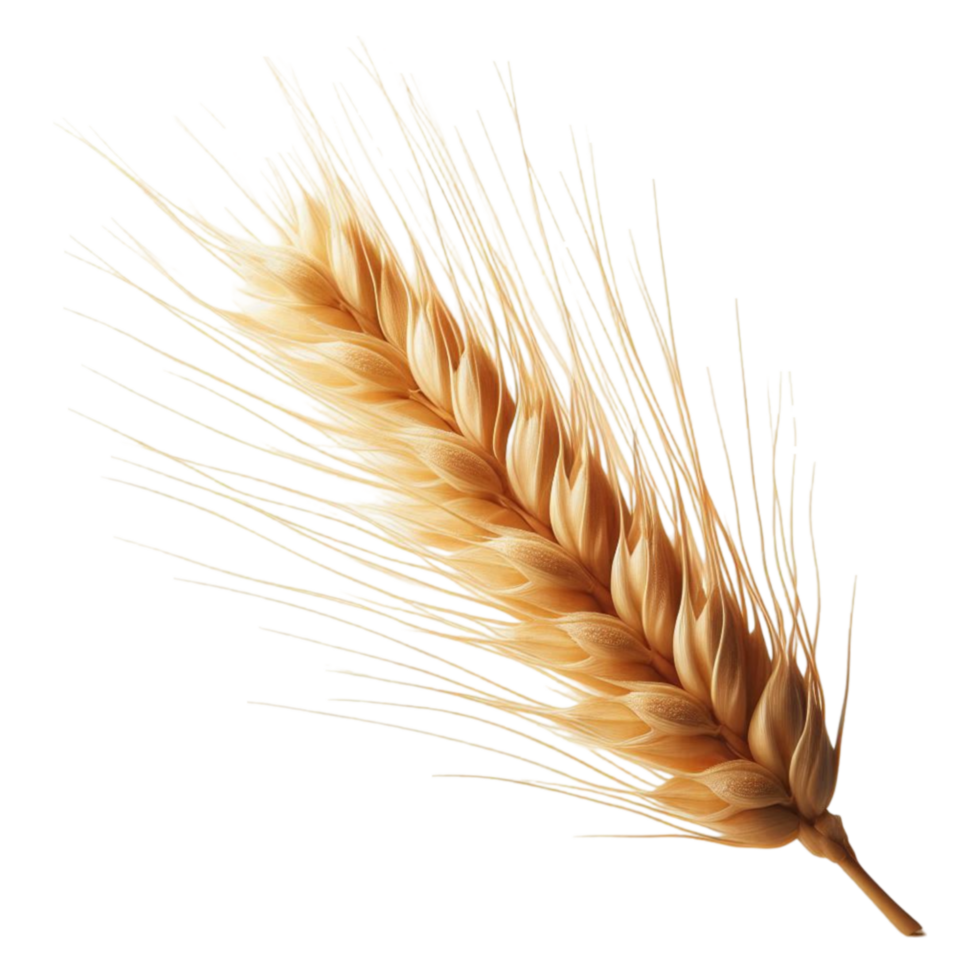Realistic wheat ear png