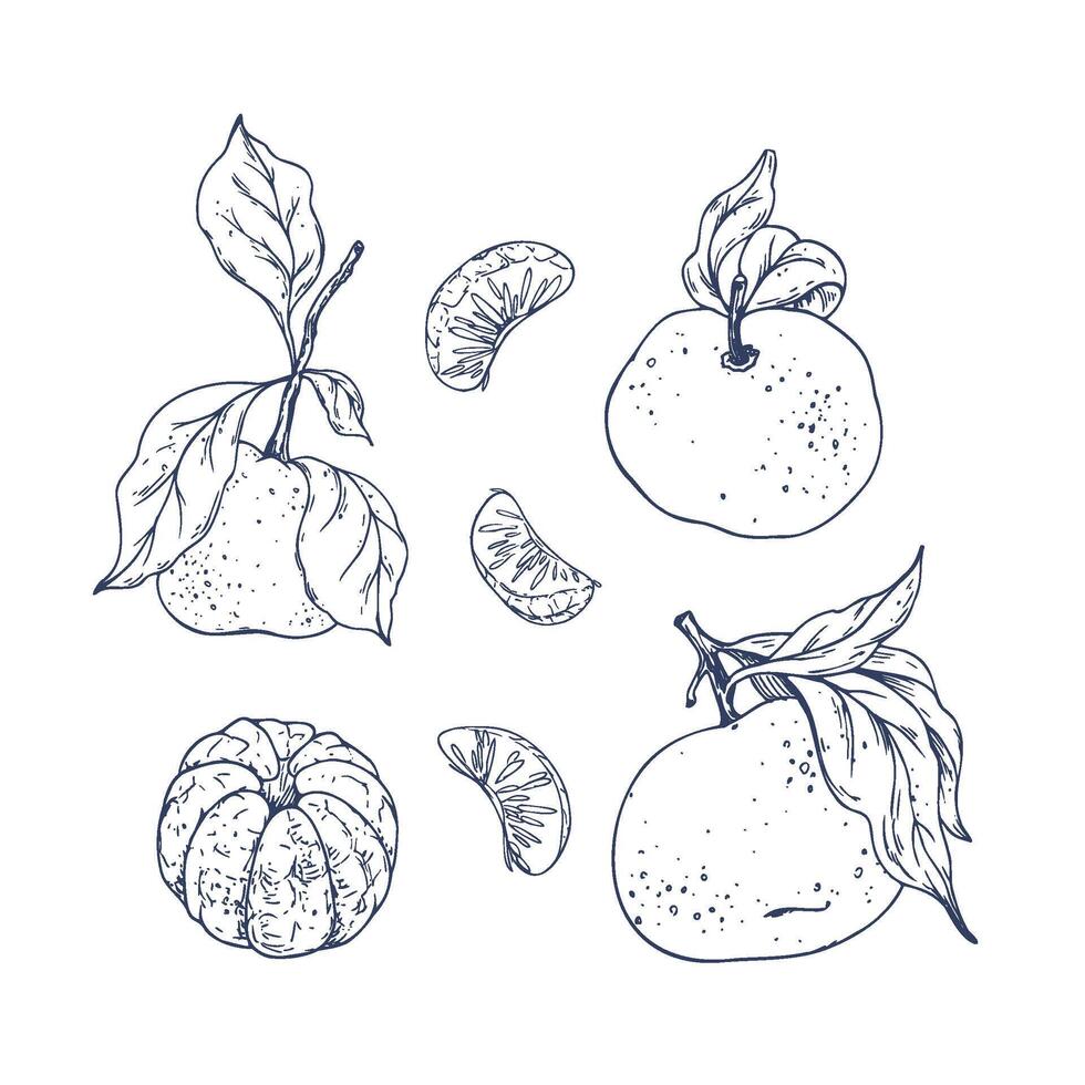 Orange tangerines with green branch and leaves, citrus tropical fruit, whole, peeled and slices. Graphic illustration hand drawn in black ink. Set of isolated objects EPS . vector