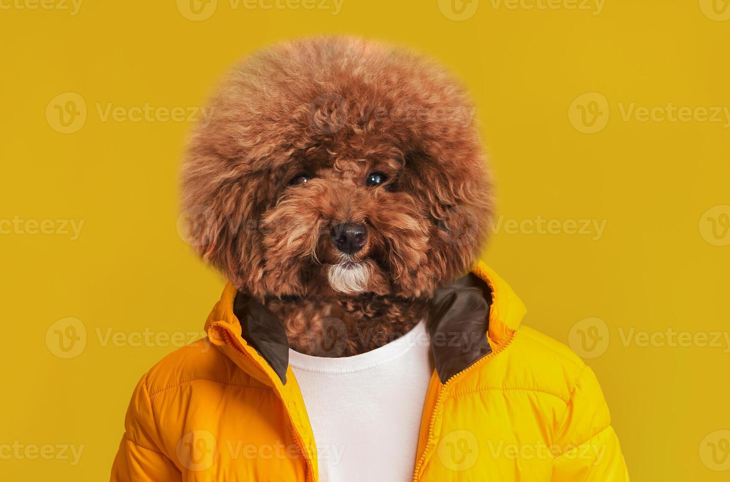 A fluffy dog with a distinctive coat is dressed in a vibrant yellow jacket, enhancing its playful personality. The solid yellow background complements the dog's cheerful appearance photo