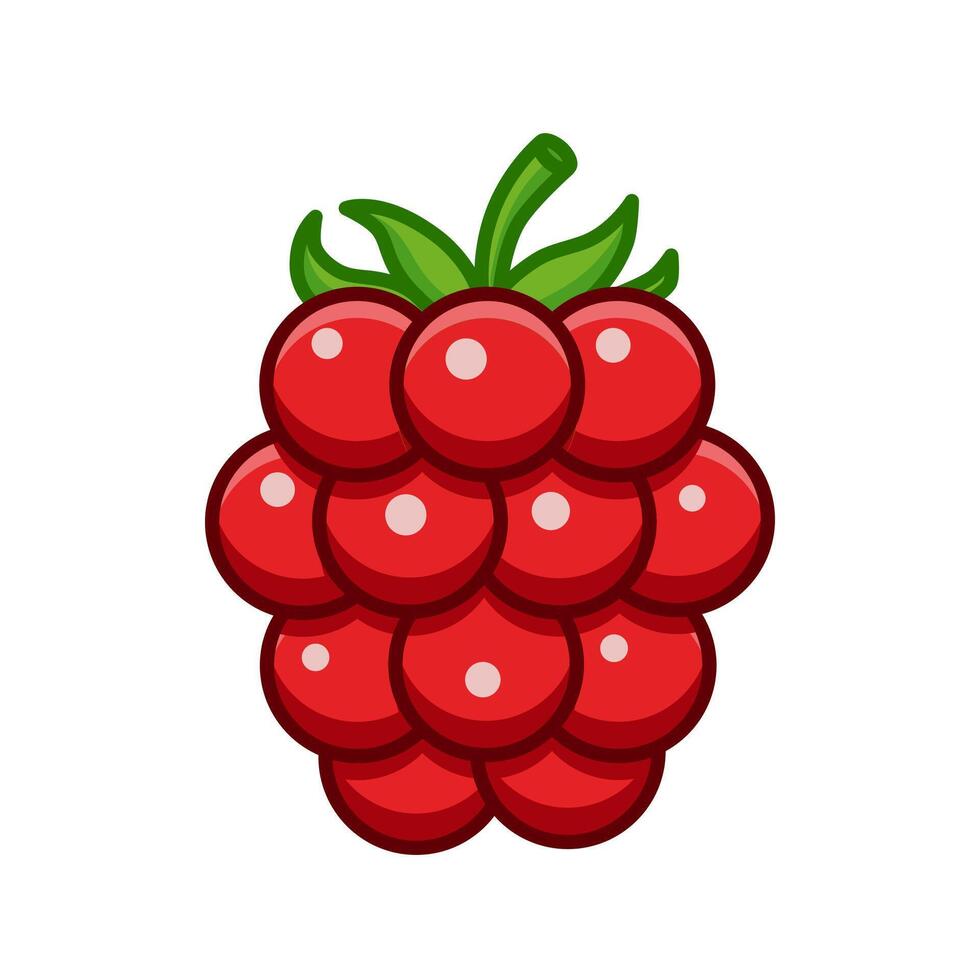fresh raspberry fruit illustration vector
