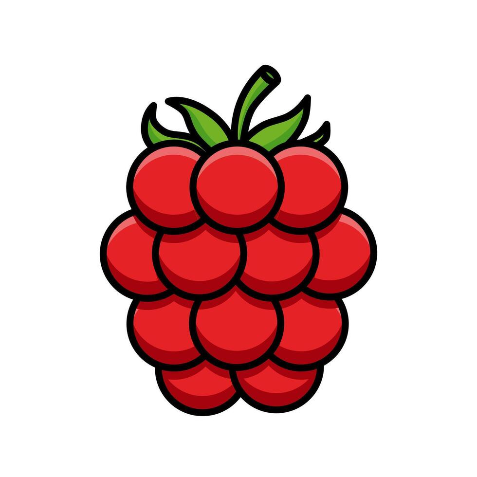 raspberry fruit illustration vector