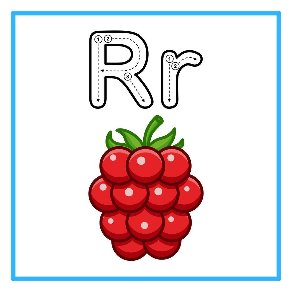 tracing alfabet fresh raspberry fruit illustration vector