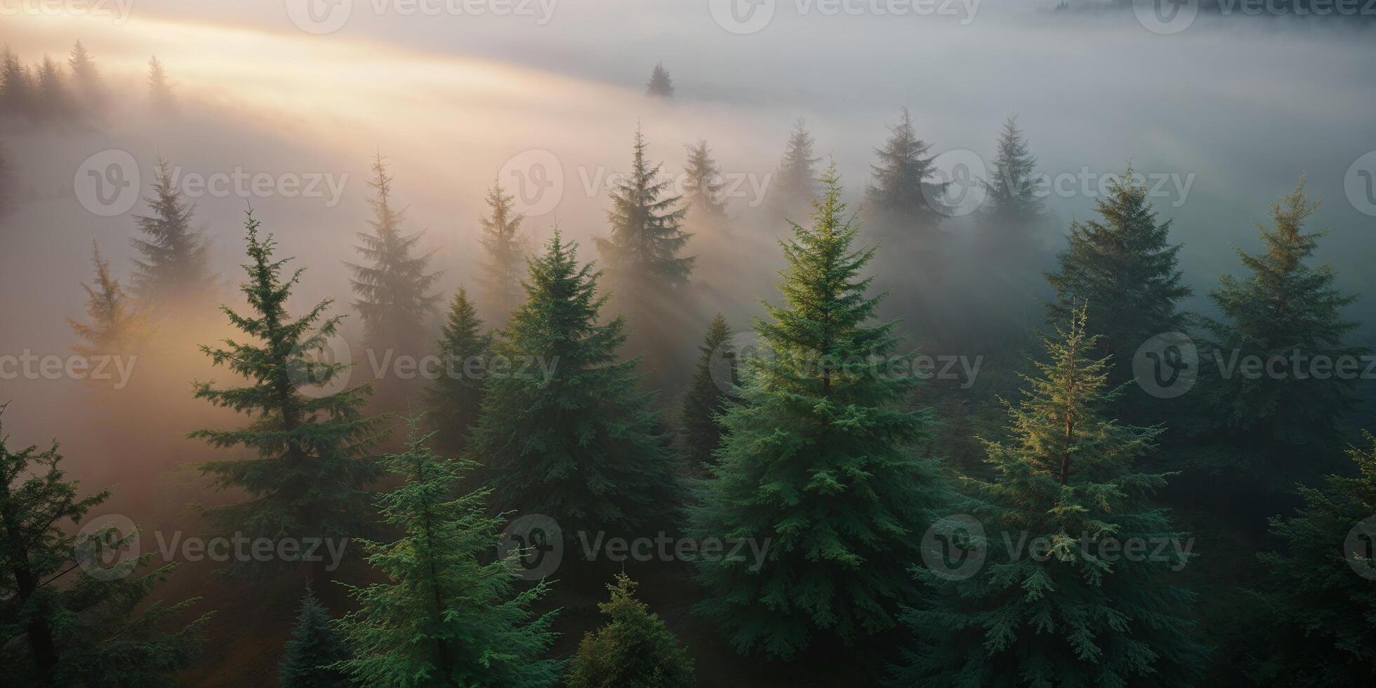 Foggy forest with pine trees in the morning photo