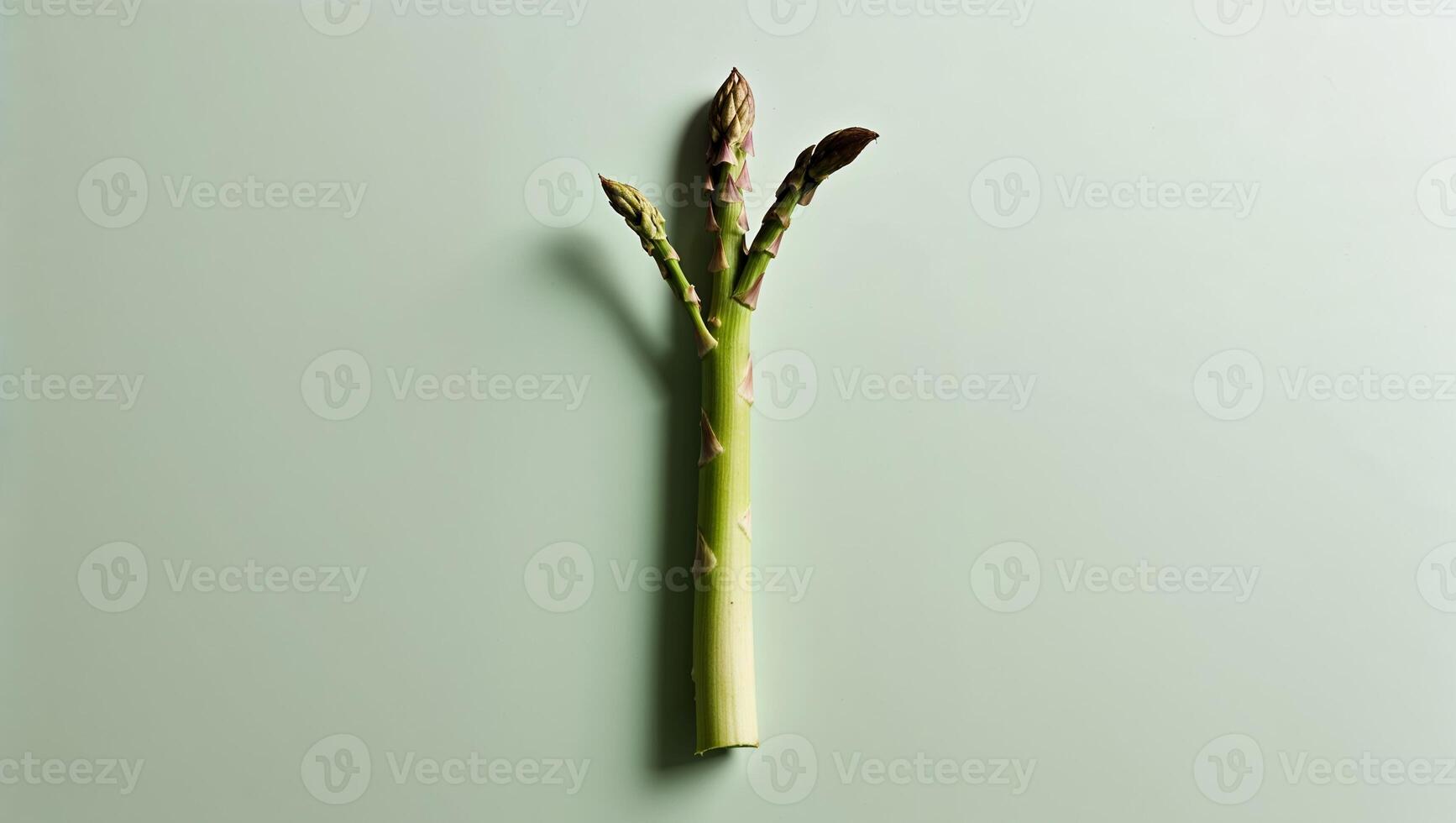A Single Asparagus Spear with Green Shoots on a Mint Green Background. photo