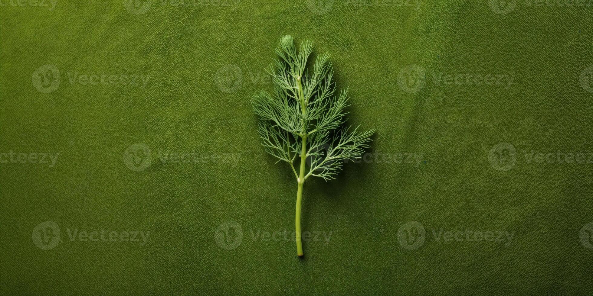 A Single Sprig of Fresh Dill on a Green Background. photo